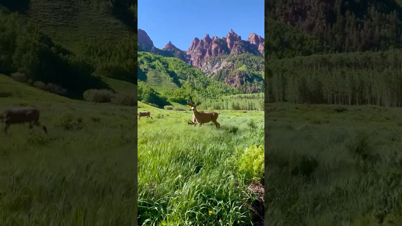 Aspen Colorado Is So Beautiful #aspen #nature #outdoors 2