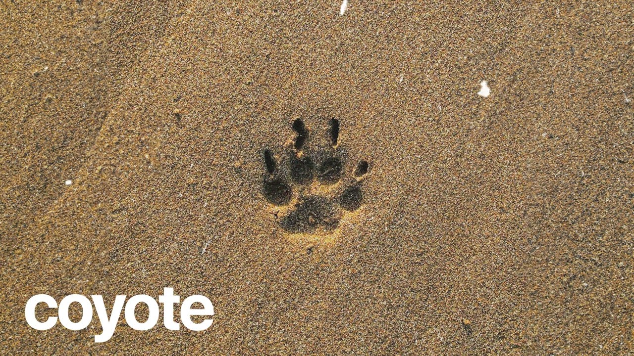 (FREE) | "Coyote" | Burna Boy x Victony x Rema Type Beat | Free Beat | Afrobeat Instrumental 2025 2