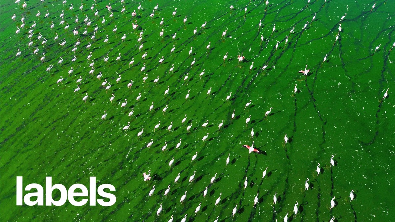 (FREE) | "Labels" | Tems x Victony x Burna Boy Type Beat | Free Beat | Afrobeat Instrumental 2025 2