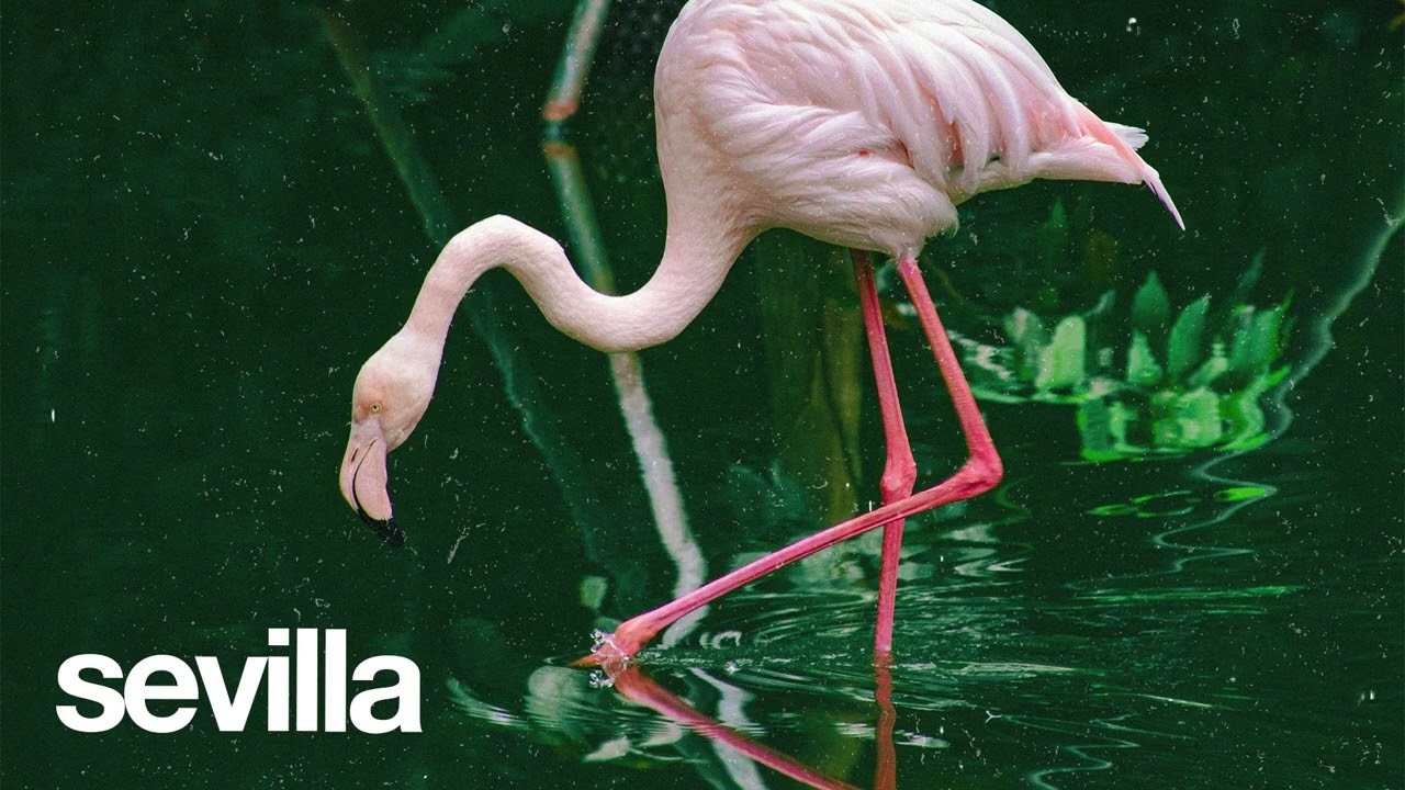 (FREE) | "Sevilla" | Rema x B Young x Omah Lay Type Beat | Free Beat | Afrobeat Instrumental 2025 2