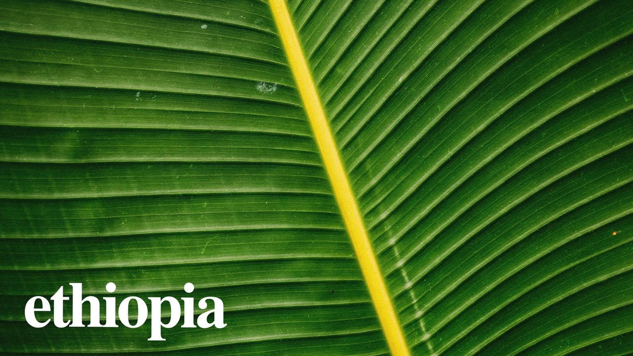 (FREE) Afrobeat Instrumental 2026 - "Ethiopia" | Burna Boy x Rema x Omah Lay Type Beat 2